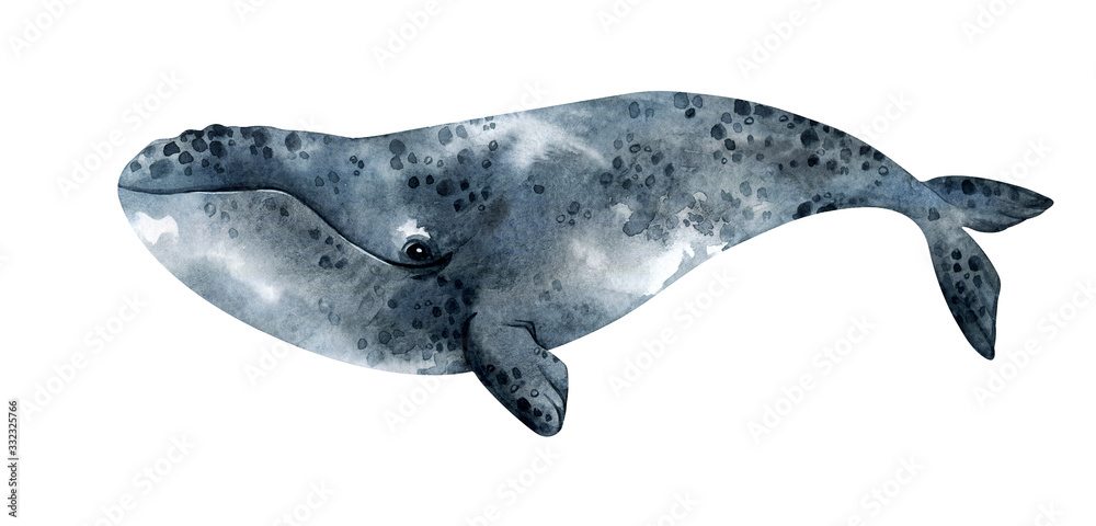 Watercolor North Pacific right whale illustration isolated on white background. Hand-painted realistic underwater animal art.