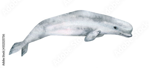Watercolor beluga whale illustration isolated on white background. Hand-painted realistic grey underwater animal art.