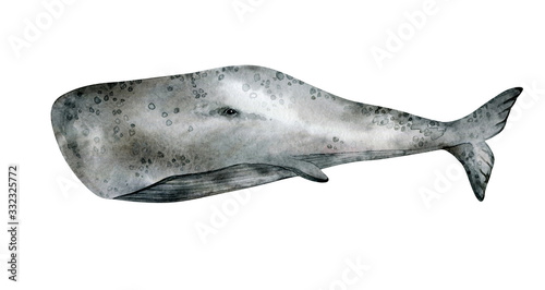 Watercolor cachalot whale illustration isolated on white background. Hand-painted realistic underwater animal art.