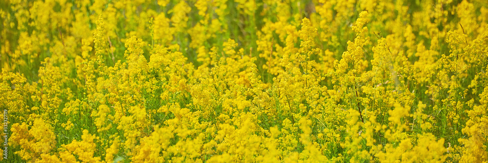 Field with beautiful blooming meadow flowers. Natural floral background. Field with beautiful blooming meadow flowers. Natural floral background.