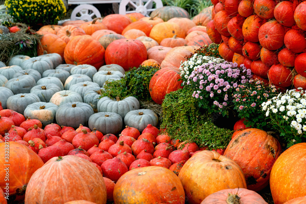 Beautiful ripe pumpkins. Harvest Festival. Collective farmers autumn harvest. Gorgeous autumn background with pumpkins.