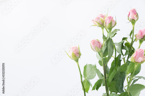 Pink rose isolated on white background with copy space