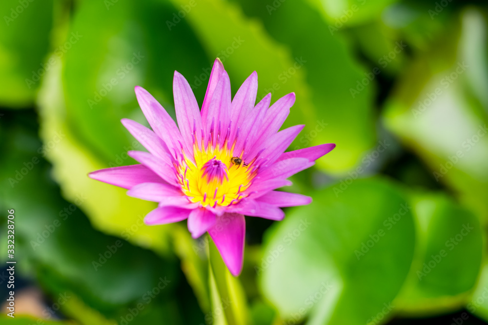 Lotus flower in the basin Lotus flower in the basin