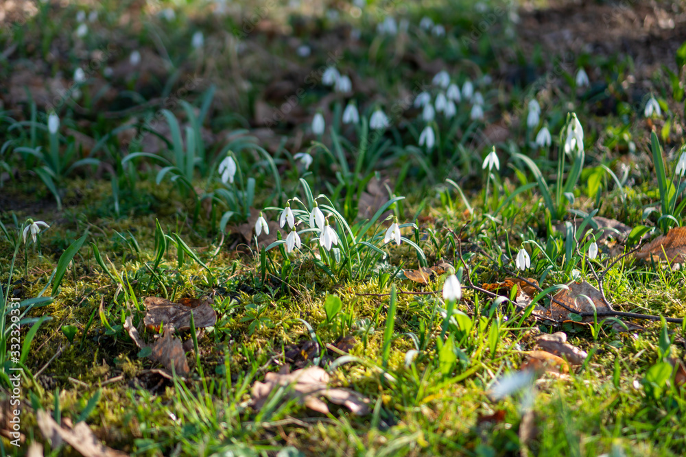 big field of snowdrops in park i sunny day in spring big field of snowdrops in park i sunny day in spring