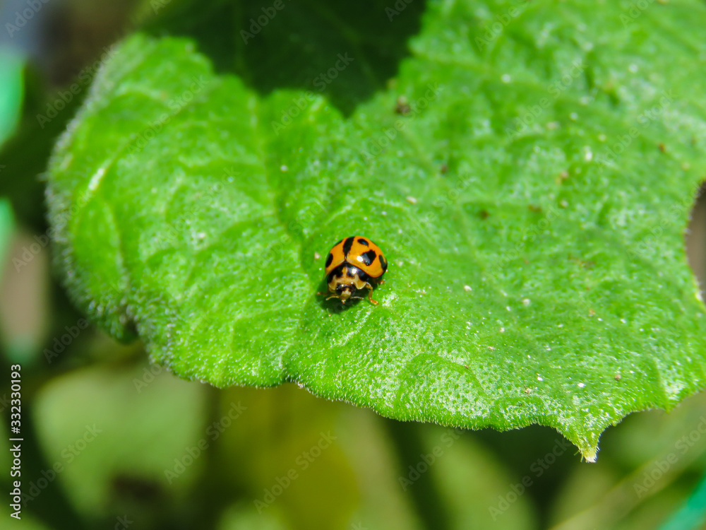 lady bug ladybird ladybug hunting bugs good have insect for vegetable garden beneficial animal small lady bug ladybird ladybug hunting bugs good have insect for vegetable garden beneficial animal small