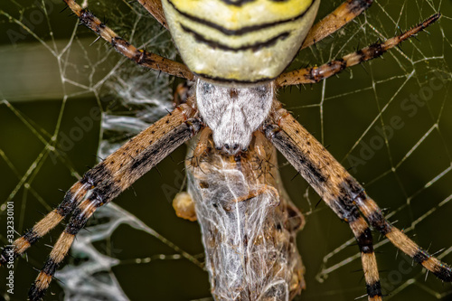 Black and yellow stripe Argiope bruennichi wasp spider on web with prey