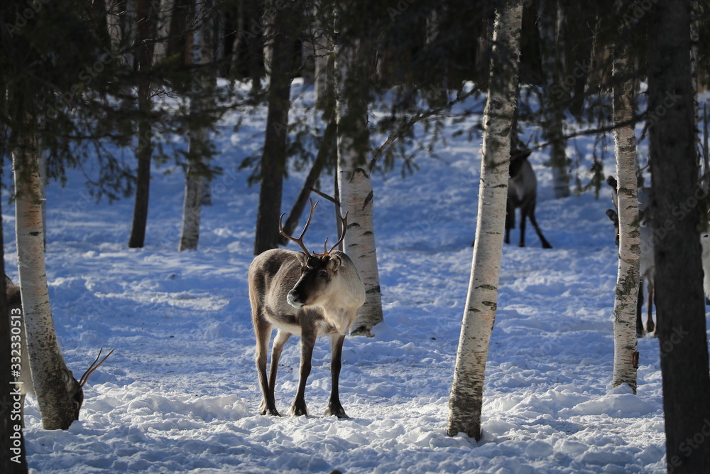 deers in forest Finland deers in forest Finland