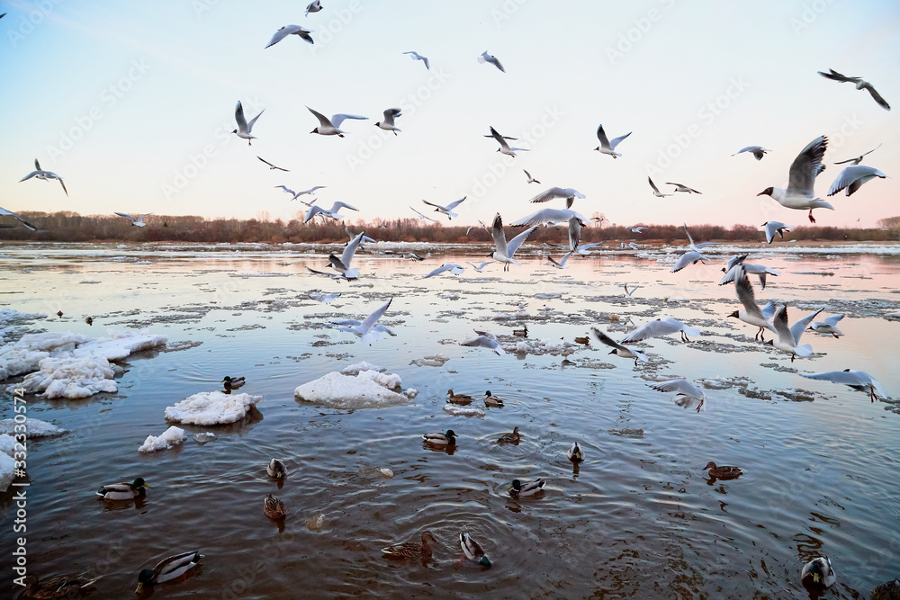 Many gulls flying over ice floes in the ice drift on the river in the evening at sunset Many gulls flying over ice floes in the ice drift on the river in the evening at sunset