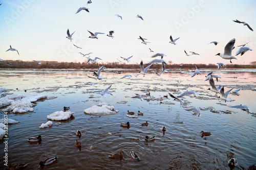 Many gulls flying over ice floes in the ice drift on the river in the evening at sunset