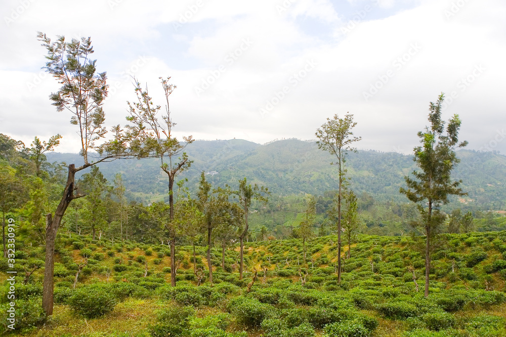 Planting tea in Sri Lanka in cloudy weather.