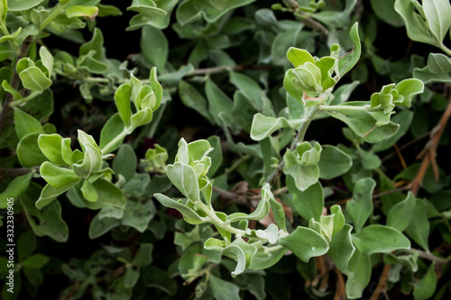 Green Barometer Bush Close Up