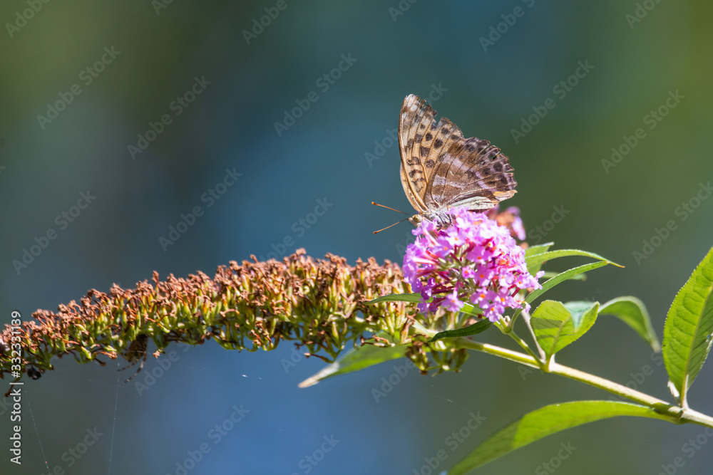 Fritilary butterfly on a flower Fritilary butterfly on a flower