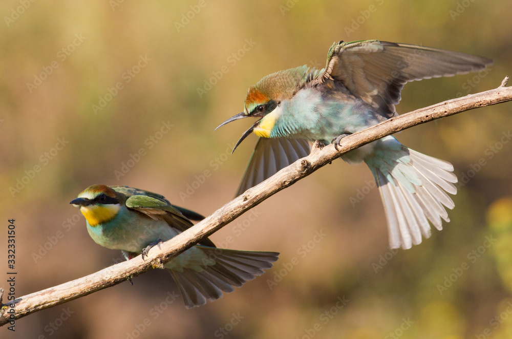 Fototapeta premium European bee eater, Merops apiaster. Young bird
