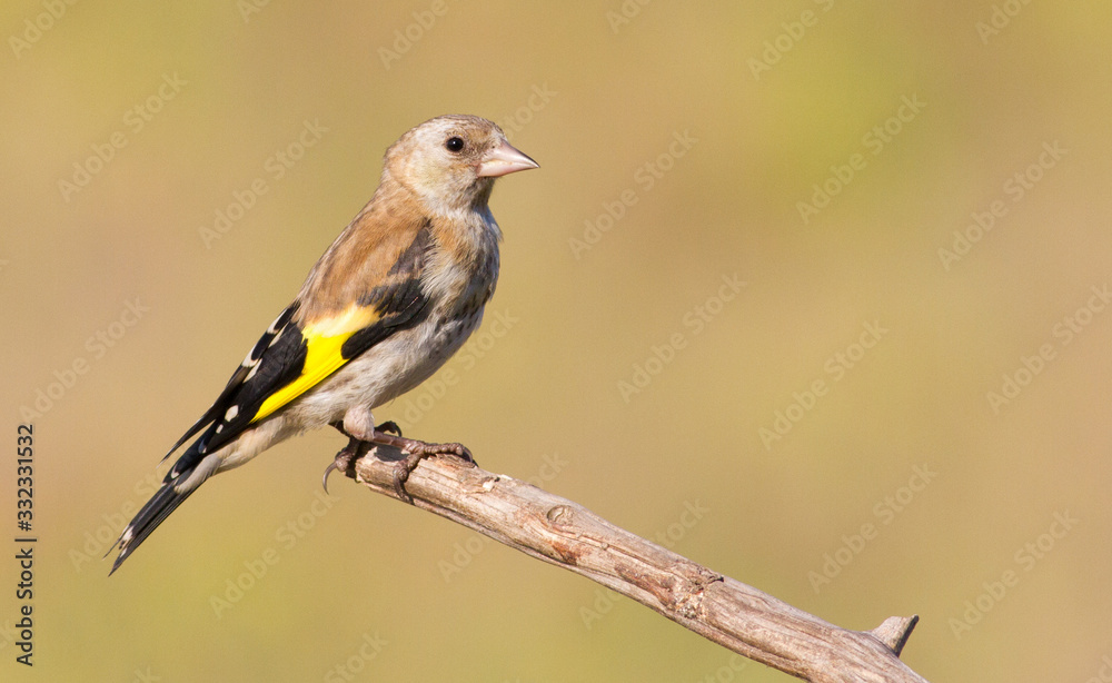 Goldfinch, Carduelis. Young bird. The bird sits on a branch Goldfinch, Carduelis. Young bird. The bird sits on a branch