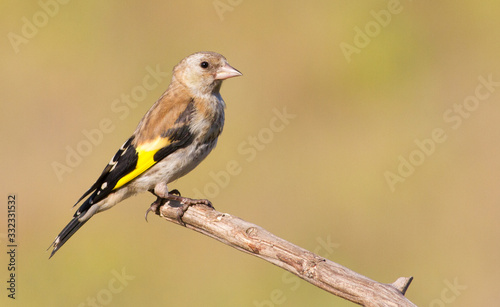 Goldfinch, Carduelis. Young bird. The bird sits on a branch