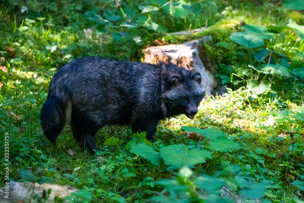 Raccoon dog in a forest looking for food Raccoon dog in a forest looking for food