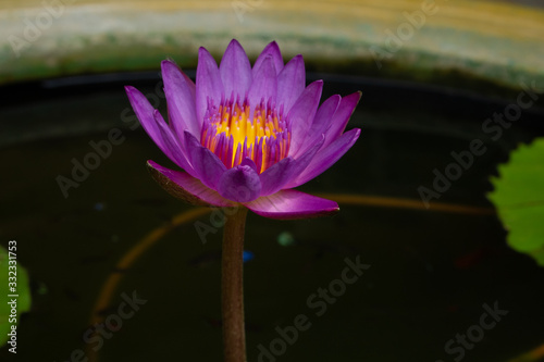 Thai Lotus