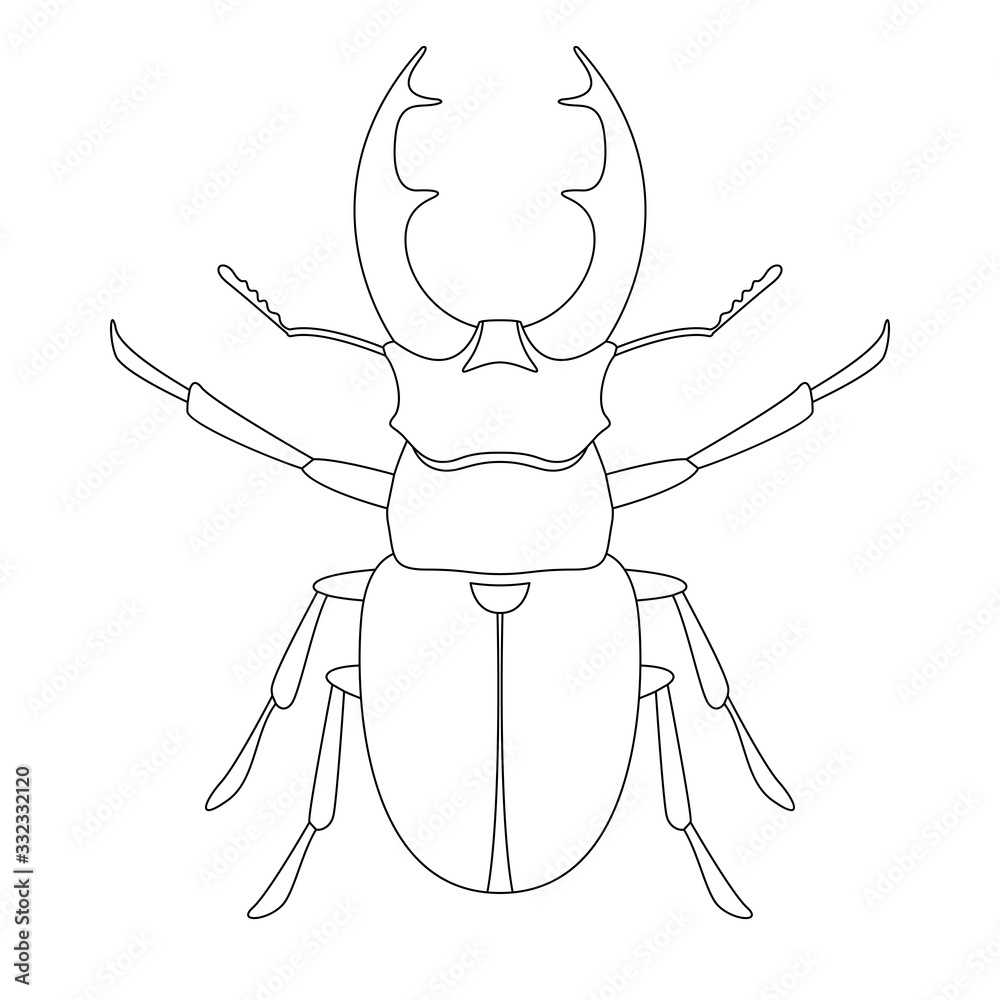 Fototapeta premium deer beetle, vector illustration, lining draw ,front