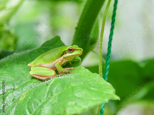 small tree frog sitting on the cucumber leaf vegetable garden yard sunny day early summer close up green frog rainy day cute pretty small