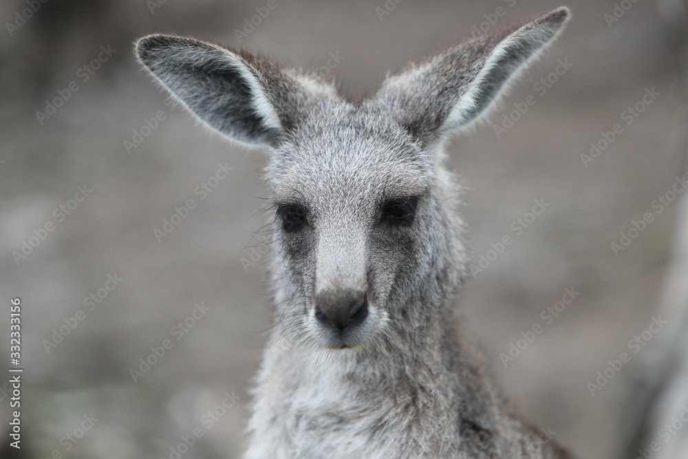 Kangaroo Face and Head