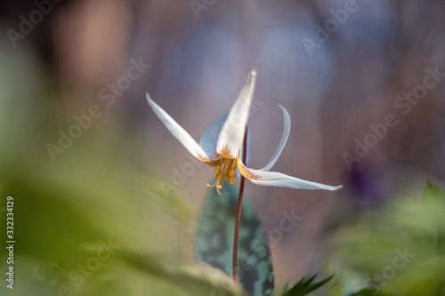 Erythronium (fawn lily, trout lily, dog's-tooth violet, adder's tongue, Erythronium caucasicum) photo