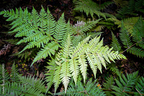 Close up photo of some fern plants and leaves. Beautiful green colors on darker background.