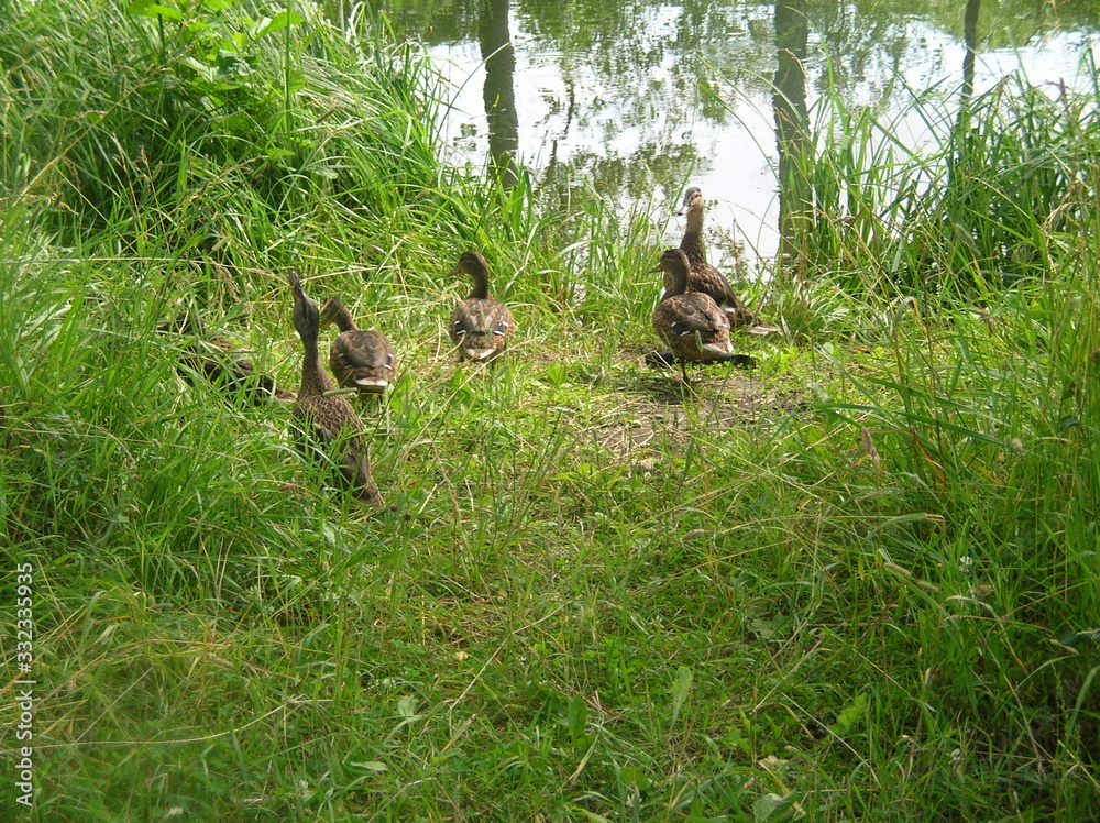 wild ducks wild ducks