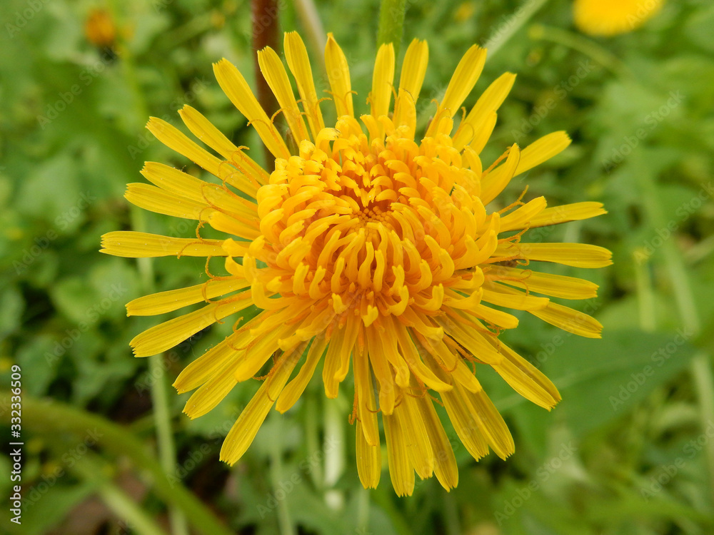 Close-up yellow bright spring dandelion close-up on a blurry background Close-up yellow bright spring dandelion close-up on a blurry background