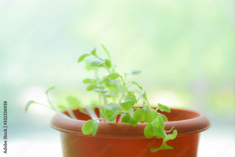 鉢で栽培した植物 鉢で栽培した植物
