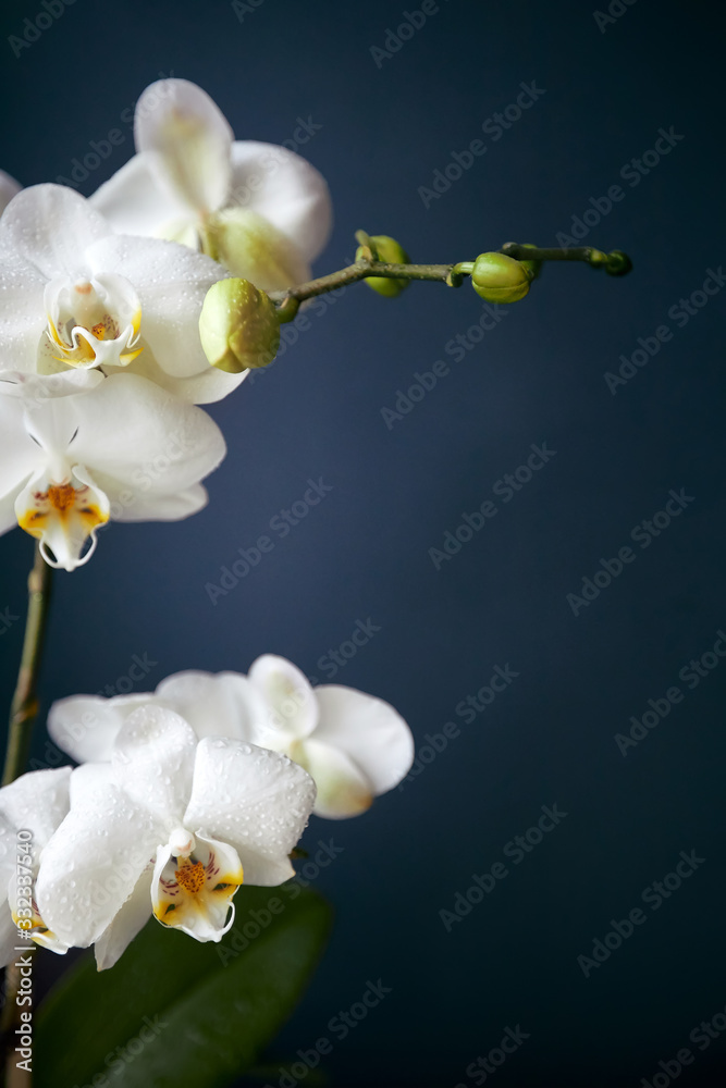 Fototapeta premium Branch of a blossoming white orchid on dark blue background