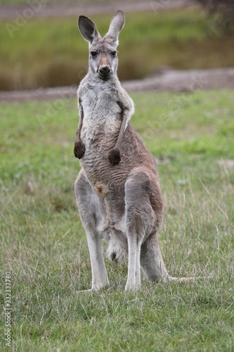 Photography Red Kangaroo Standing Upright