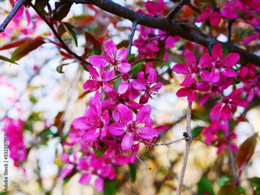 violet blossoms of a tree in spring violet blossoms of a tree in spring