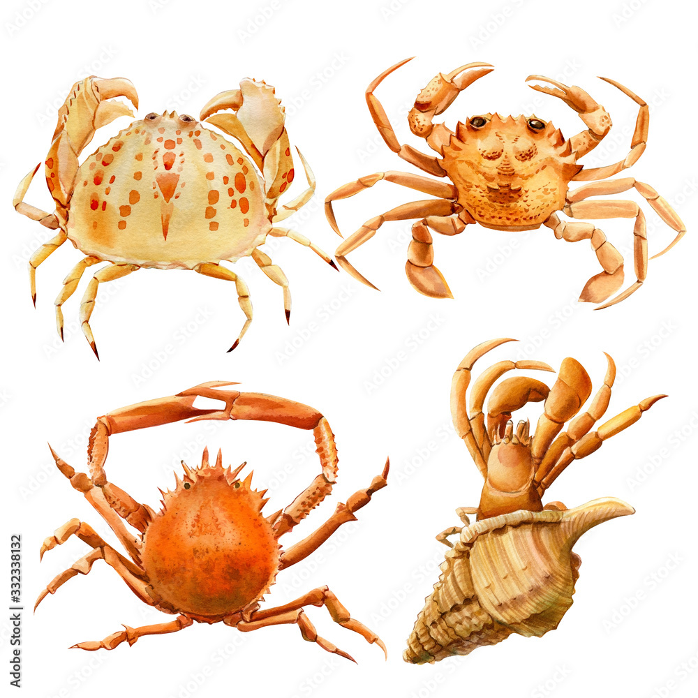set of drawn crabs on an isolated white background watercolor