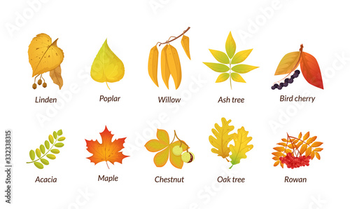 Colored isolated autumn elements fall leaves vector