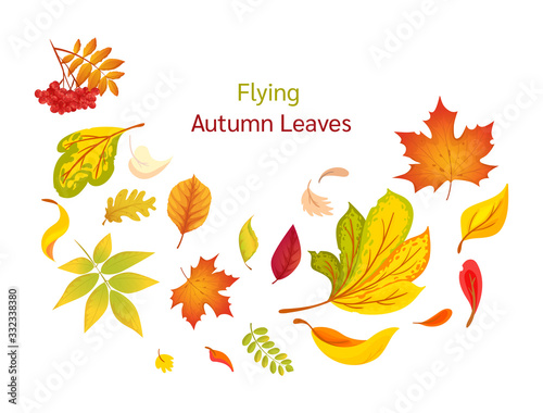 Composition of flying autumn colorful leaves. Colored isolated beautiful autumn elements fall leaves. Leaves fall, swirl in the autumn time vector cartoon illustration isolated.