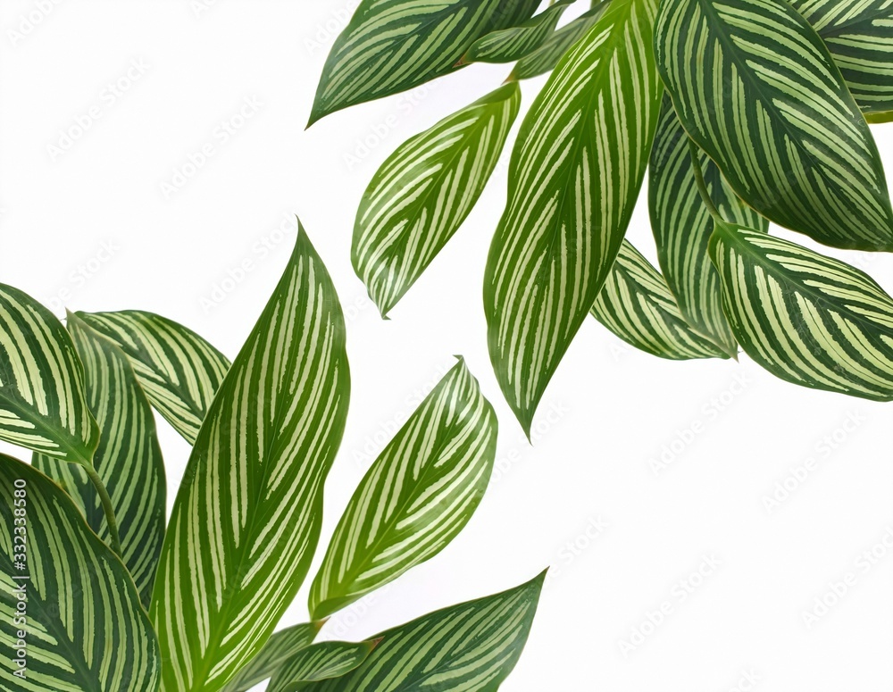 Picture frame the leaves green isolated on white background with copy space.Calathea freddie,green and surface pattern bright and beautiful