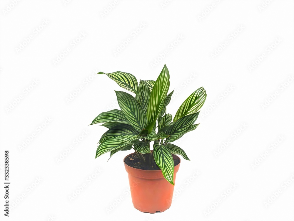 Fototapeta premium Calathea freddie isolated on white background with copy space.Houseplant indoor ornamental