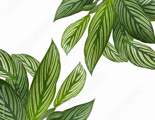 Picture frame the leaves green isolated on white background with copy space.Calathea freddie,green and surface pattern bright and beautiful