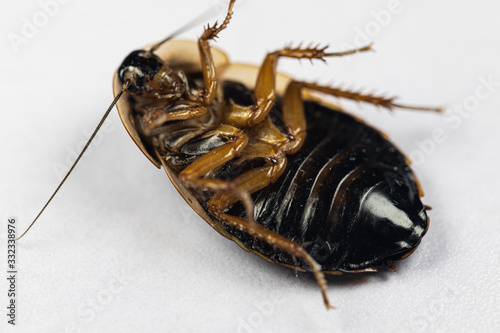 Study of the structure of Blaptica dubia, Dubia roach, also known as the orange-spotted roach in the laboratory. photo