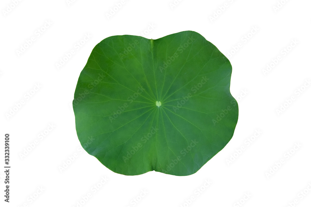 Fototapeta premium Isolated single green lotus leaf with clipping path.
