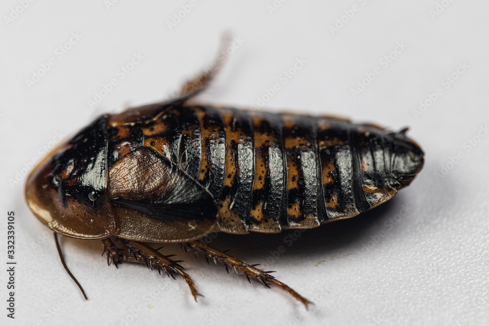 Study of the structure of Blaptica dubia, Dubia roach, also known as ...