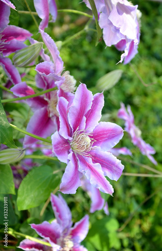 climbing plant Clematis lanuginosa is able to climb the wire up to 2m in height it is roatlina from china flowers 8cm big white pink with yellow center purple leaves green photo