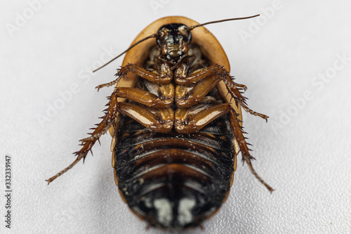 Study of the structure of Blaptica dubia, Dubia roach, also known as the orange-spotted roach in the laboratory. photo