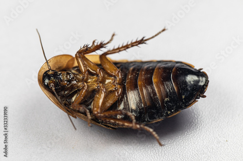 Study of the structure of Blaptica dubia, Dubia roach, also known as the orange-spotted roach in the laboratory. photo