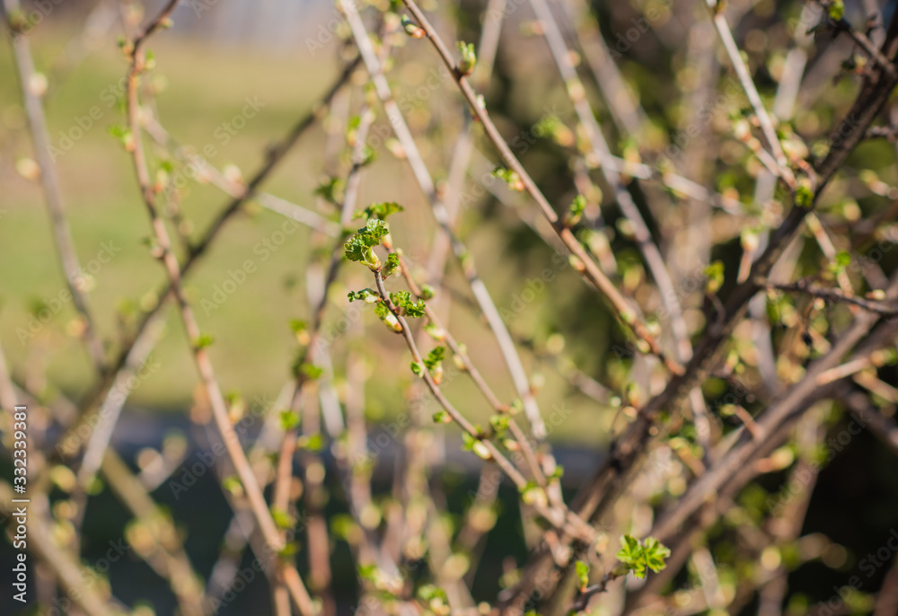 Early spring currant bush in garden. Gardening concept Early spring currant bush in garden. Gardening concept