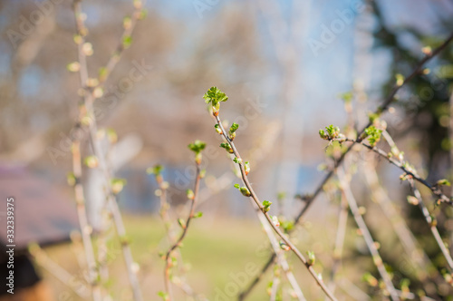 Early spring currant bush in garden. Gardening concept