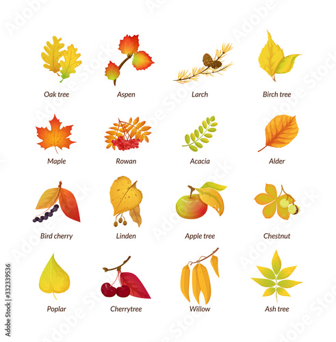Colored isolated autumn elements fall leaves vector