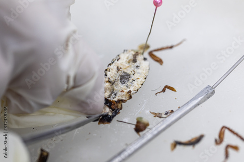 Study of the structure of Blaptica dubia, Dubia roach, also known as the orange-spotted roach in the laboratory. photo