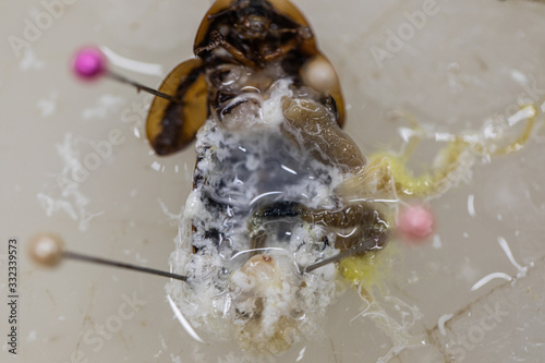 Study of the structure of Blaptica dubia, Dubia roach, also known as the orange-spotted roach in the laboratory. photo