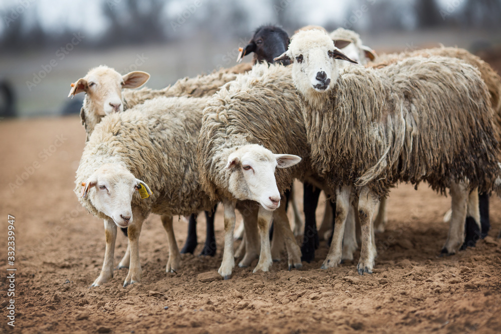 Australian Shepherd Grazing Sheep Australian Shepherd Grazing Sheep
